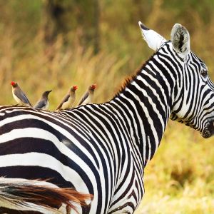 Amboseli