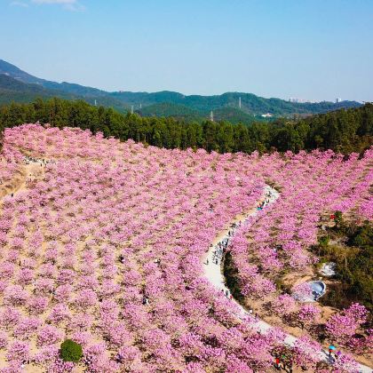 罗定+化州3日2晚跟团游