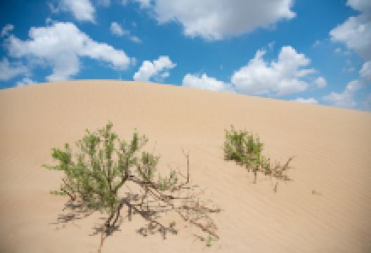 毛乌素沙漠景点图片