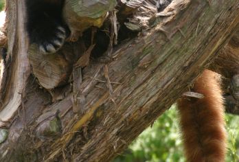 北京野生动物园一日游【唐山出发】【近距离接触、感受真实白然的动物王国】