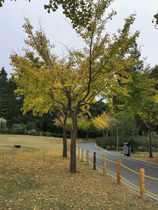 金桥公园旅行图片 6