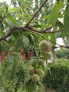 敕建三义宫-涿州-YoYo_4Y4S3V4Z