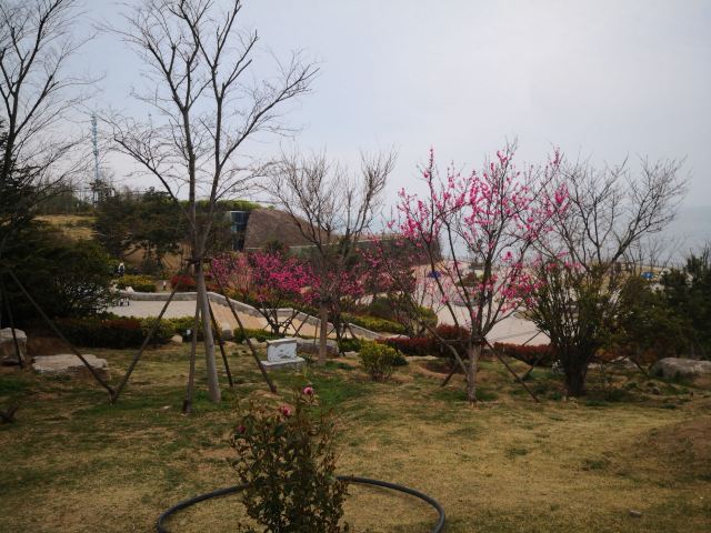 唐岛湾滨海公园-观景台旅行图片 2
