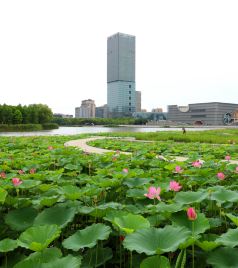 嘉定新城游记图文-“足不出沪”之嘉定新城赏荷篇