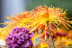 太仓游记图片] 赏菊探幽，江南水乡的烟火气