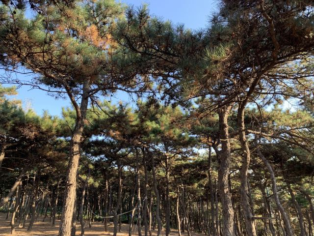 老山城市休闲公园旅行图片 1