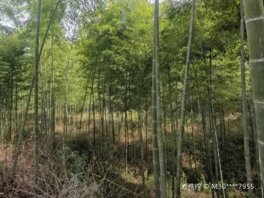 虎爪山国家森林公园