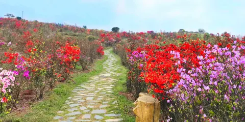 花海梯田