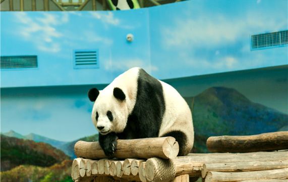 中国亚布力熊猫馆