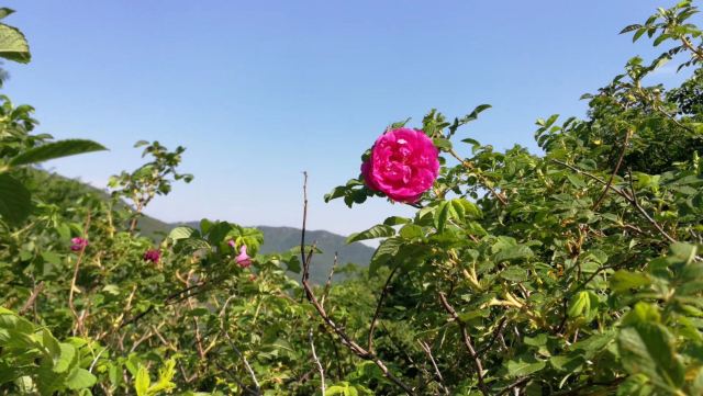 玫瑰谷旅行图片 2