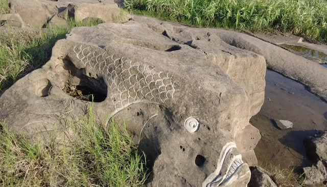 长江因枯水形成的江心岛,礁石上惊现大批鱼骨图,重庆人真会玩