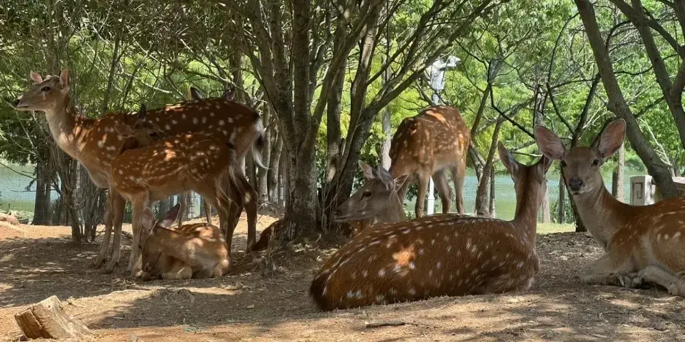 永安旅遊