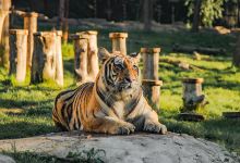 东北虎园景点图片