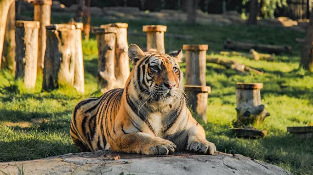 吉林省东北虎园