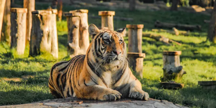 吉林省東北虎園