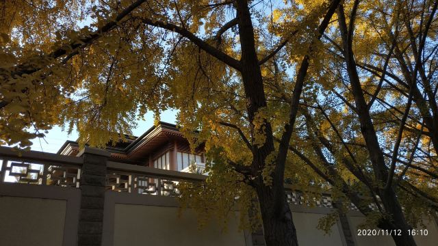 玉渊潭公园钓鱼台银杏大道旅行图片 3