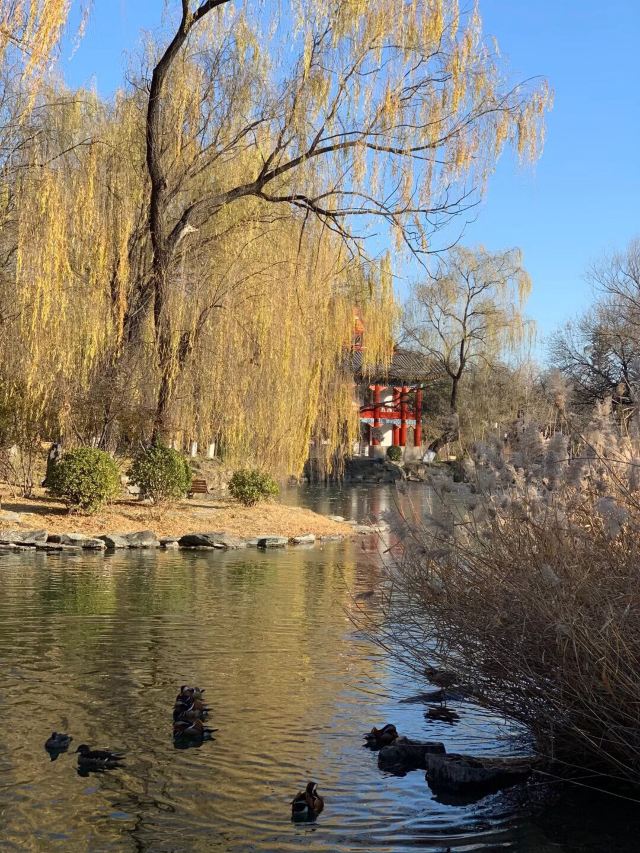 未名湖旅行图片 2