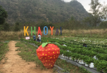 Strawberry Picking in Khaoyai景点图片
