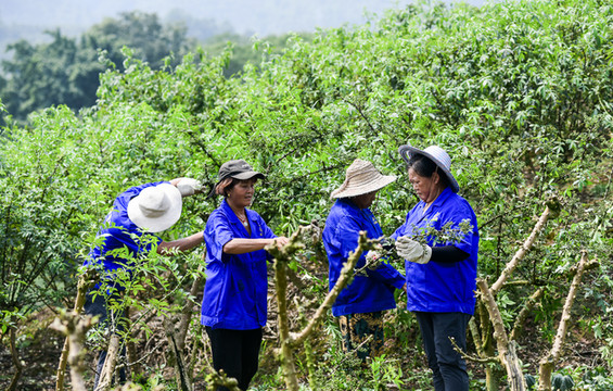 麻得过瘾的江津全椒宴,堪称国内最具挑战的美食,你敢来尝试吗?