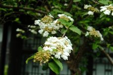 琼花观(文昌中路)-扬州