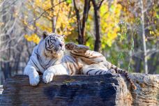 秦皇岛野生动物园-秦皇岛