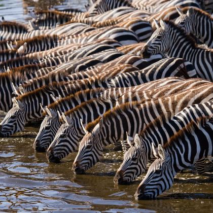 肯尼亚内罗毕+安博塞利国家公园+桑布鲁+地狱之门国家公园+马赛马拉国家保护区11日10晚私家团