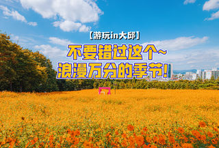 【游玩in大邱】不要错过这个浪漫万分的季节！
