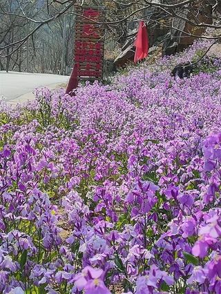 北京怀柔九渡金泉农家院，最火爆的原因：石头房，木屋，露营钓鱼