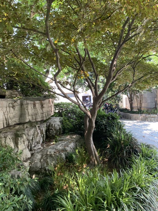 黄浦公园旅行图片 2