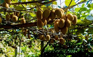 乡游黔中·修文县 平滩村 | 秋日当季,这里的猕猴桃果香四溢