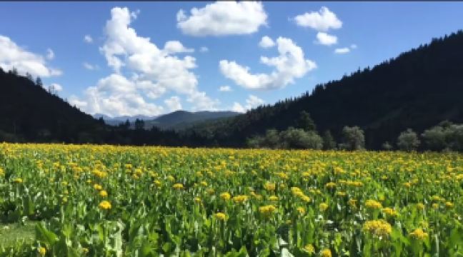 普达措杜鹃花海