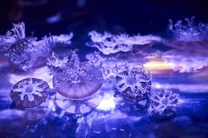 墨尔本水族馆-墨尔本