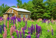 Idlewild Farm Preserve景点图片