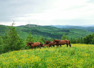 【自驾草原】畅玩欢乐谷、三伏天来20°的草原盖棉被