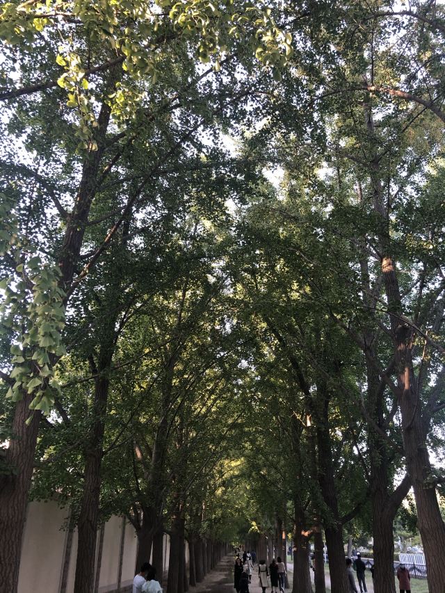 玉渊潭公园钓鱼台银杏大道旅行图片 1