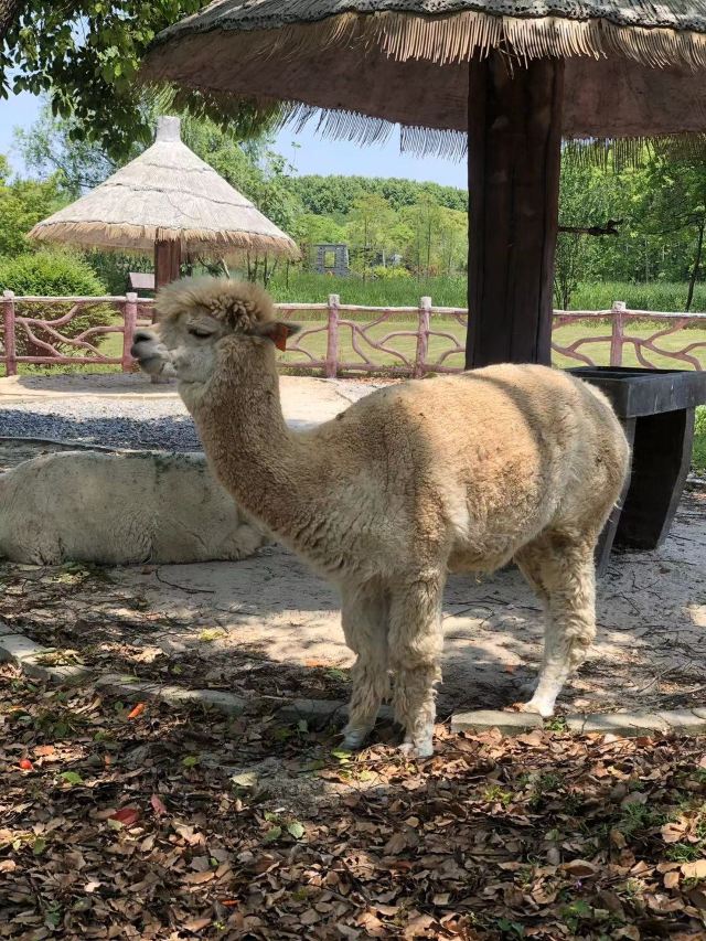昆山市城市生态森林公园旅行图片 3
