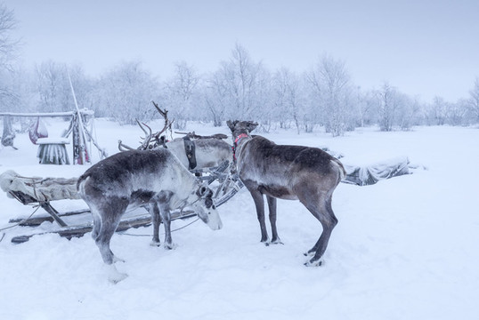 感受地球脉动丨3天2晚极地驯鹿之旅