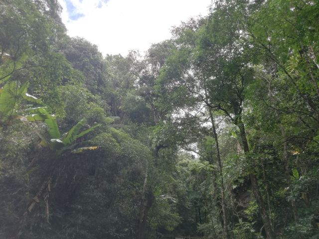 海南热带雨林国家公园五指山景区旅行图片 2