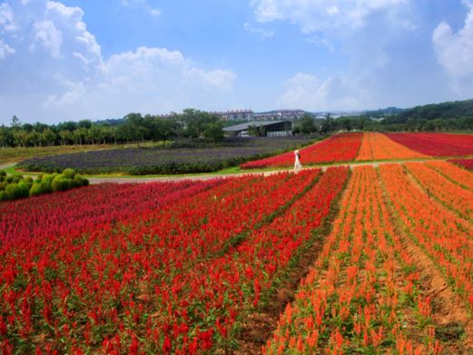 伏热花海庄园