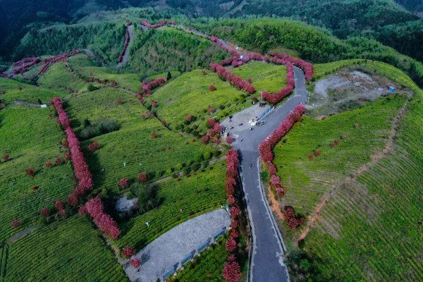 乡游黔中&#183;兴仁市 马家屯 | 葡萄香满园，又到采摘时