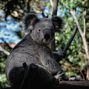 亲近自然·澳大利亚11日10晚亲子营｜参访悉尼大学·墨尔本大学｜海豚岛·企鹅岛｜捉泥蟹之旅·可伦宾野生动物园｜邦迪海滩亲子徒步｜普芬比利蒸汽火车｜蓝山国家公园｜悉尼歌剧院