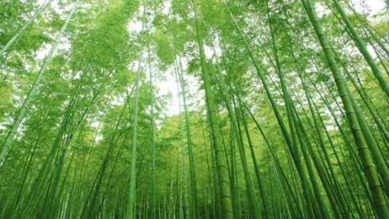 鯨魚溝竹海風景區