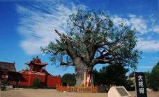 洪洞大槐树寻根祭祖园-洪洞-飞鸟与鱼0010