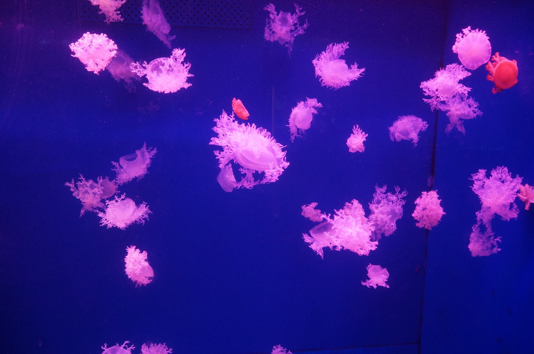 五星水族馆
