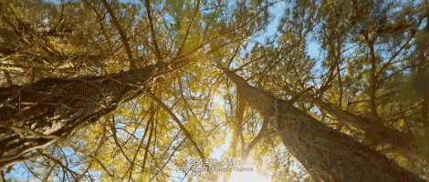 长兴游记图片] 去不了腾冲，就去吸引一众明星的“世界银杏故乡”，现实版小森林