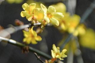 花田喜市 藏满惊喜 | 2021金沙湖花期预告