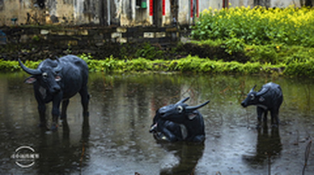 黟县游记图片] 和轰小九的黟县自驾之旅，繁花春色，三月里不见不散