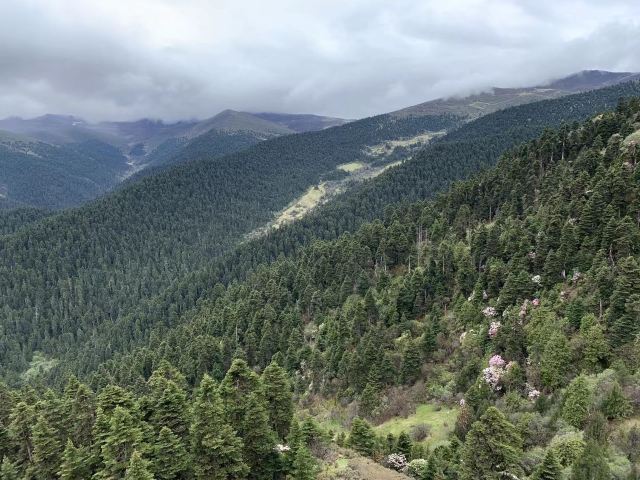鲁朗林海风景区旅行图片 5