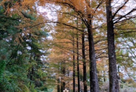 麦积山风景名胜区-麦积植物园景点图片