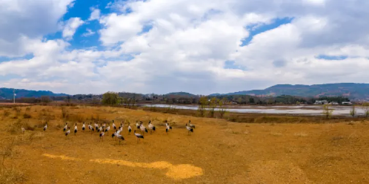 大橋國家級黑頸鶴自然保護區